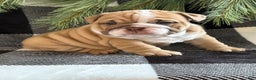 English Bulldog dogs for sale: Gracie - Ad 2
