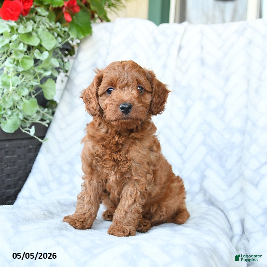 Cavapoo dogs for sale: Charlie - Ad 4