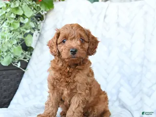 Cavapoo dogs for sale: Charlie - Ad 4