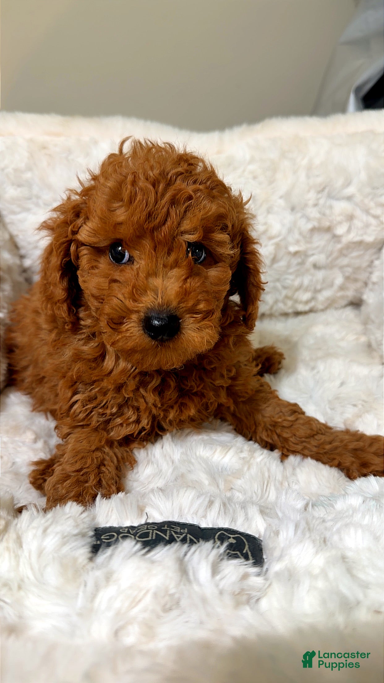 Toy Poodle dogs Jules  - Ad 18