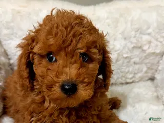 Toy Poodle dogs Jules - Ad 18