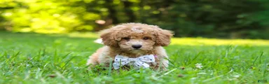 Charlie 