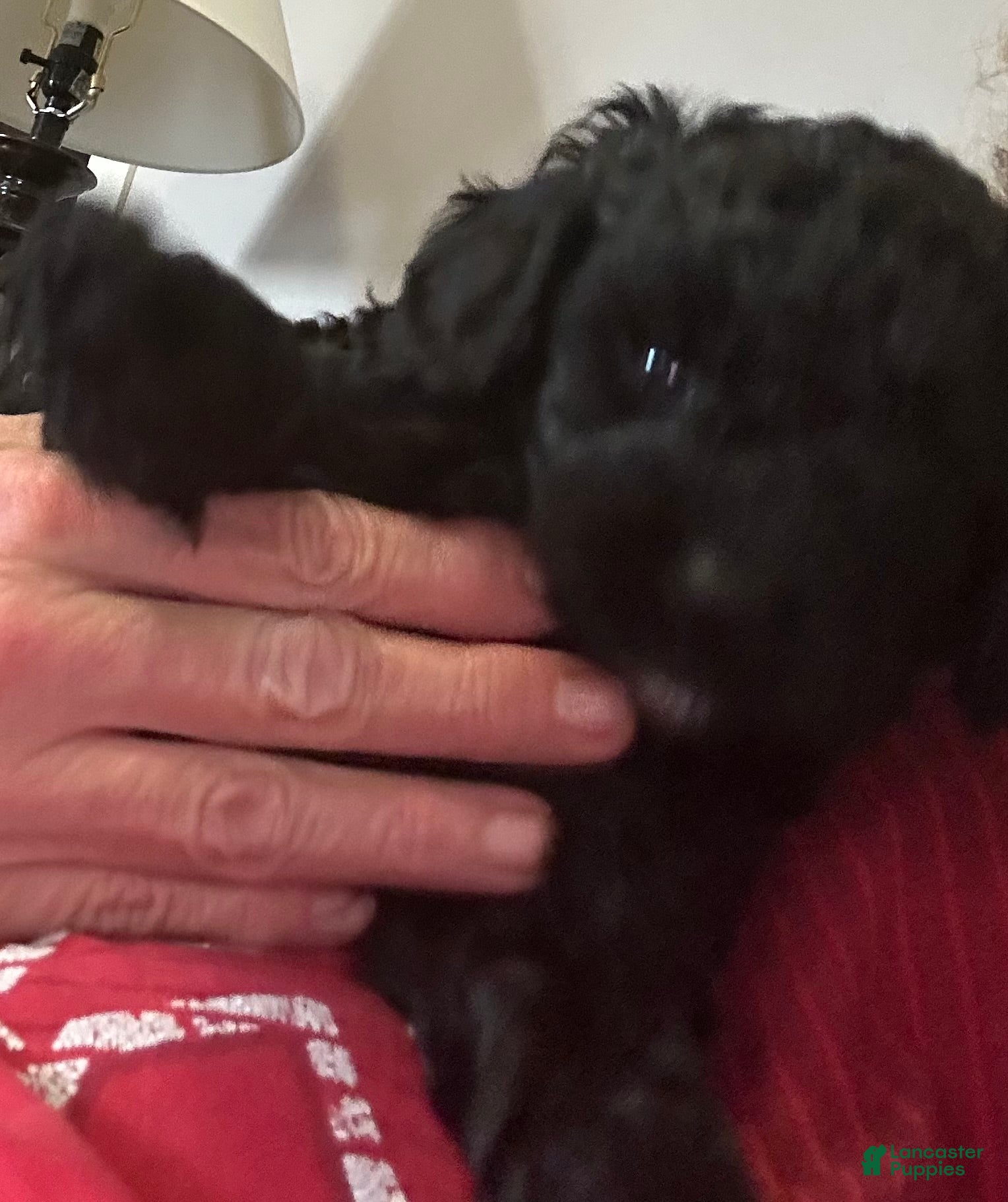 Cockapoo dogs for sale: Johnny - Ad 3