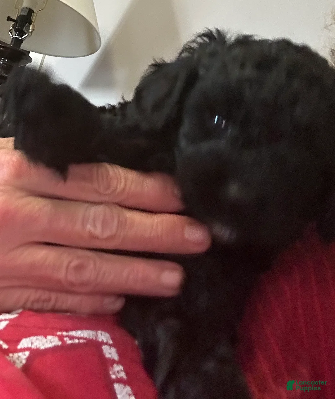 Cockapoo dogs for sale: Johnny - Ad 1