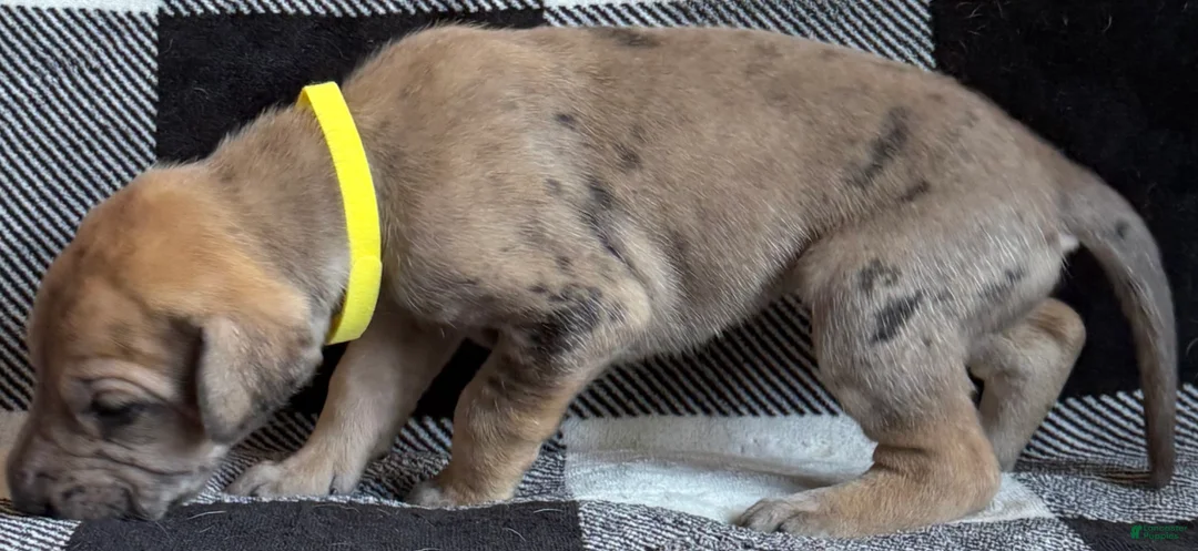 Great Dane dogs for sale: Yellow - Ad 2