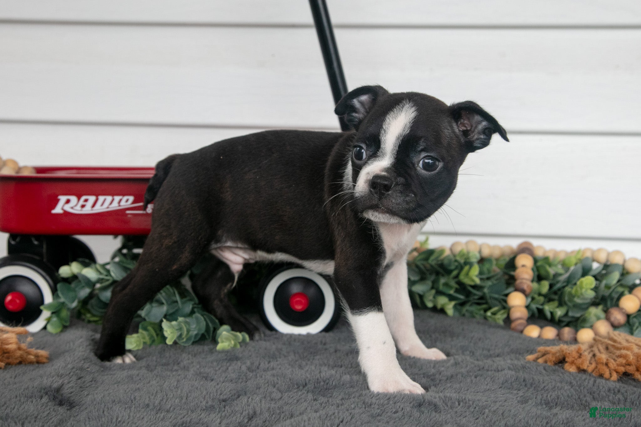 Boston Terrier dogs Snickers - Ad 2