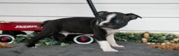 Boston Terrier dogs for sale: Snickers - Ad 2