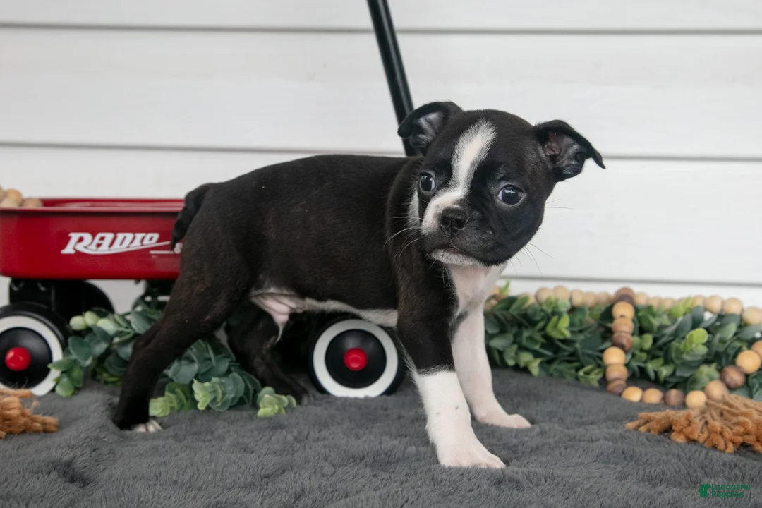 Boston Terrier dogs for sale: Snickers - Ad 2