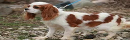 Cavalier King Charles Spaniel dogs for sale: Thyme - Ad 6