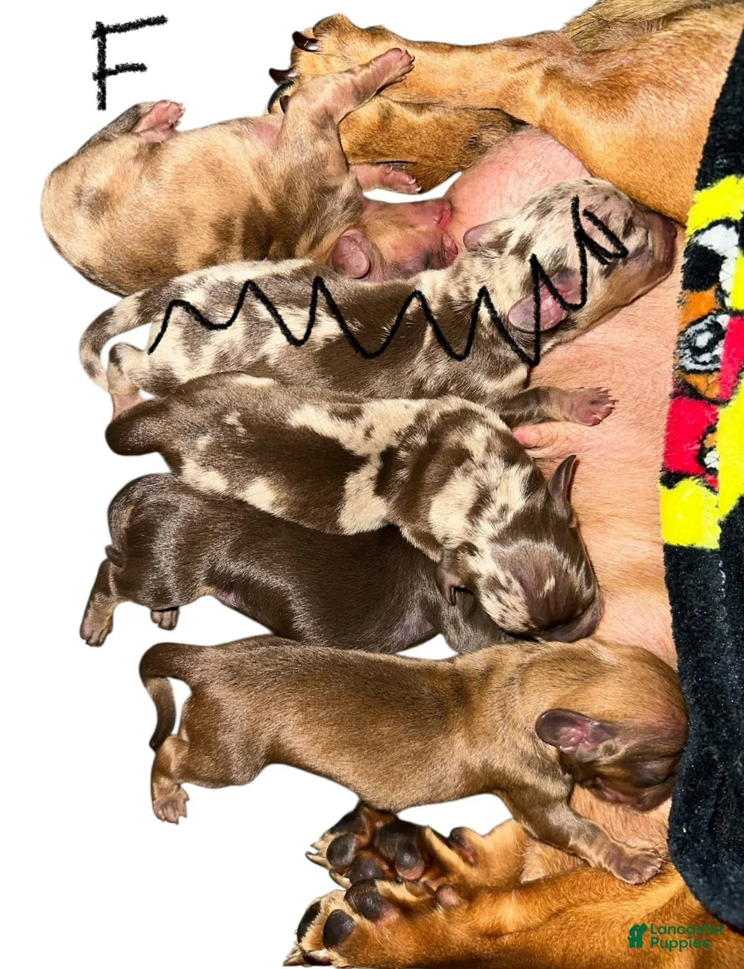 Miniature Dachshund dogs for sale: Red Dapple Girl - Ad 7