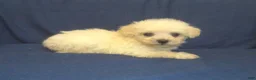 Maltipoo dogs for sale: Paladine - in home raised, non-shedding - Ad 5