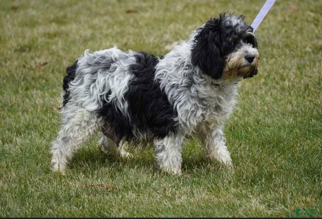 Cavapoo dogs for sale: Brady  - Ad 2