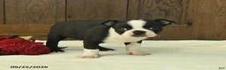 Boston Terrier dogs for sale: Titan - Ad 3
