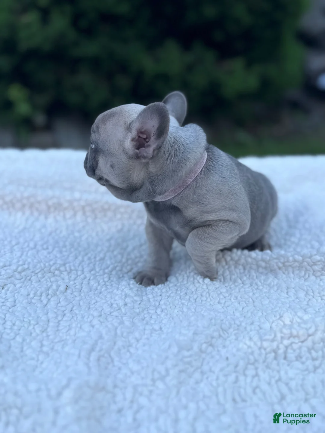French Bulldog dogs for sale: French Bulldog Puppy 4 - Ad 2