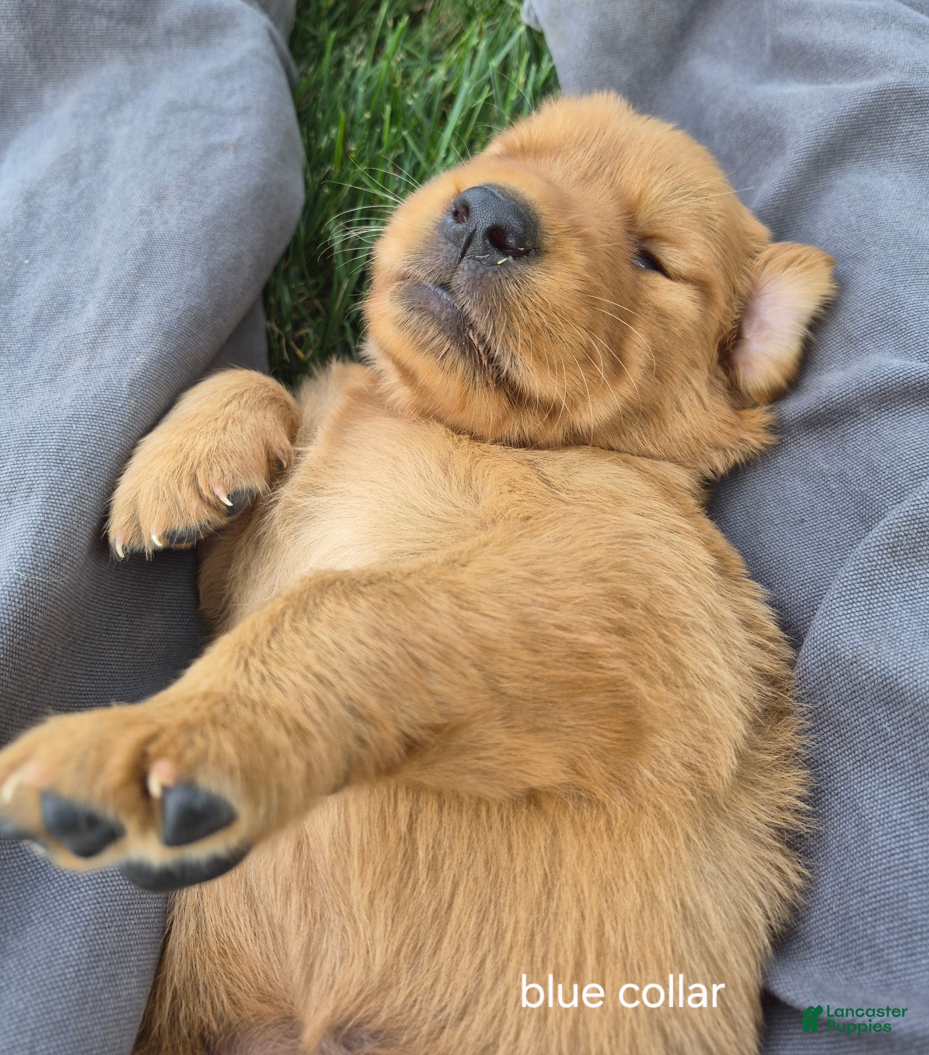 Golden Retriever dogs Tucker (Blue Collar) - Ad 2