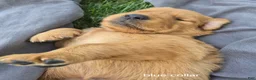 Golden Retriever dogs for sale: Tucker (Blue Collar) - Ad 2