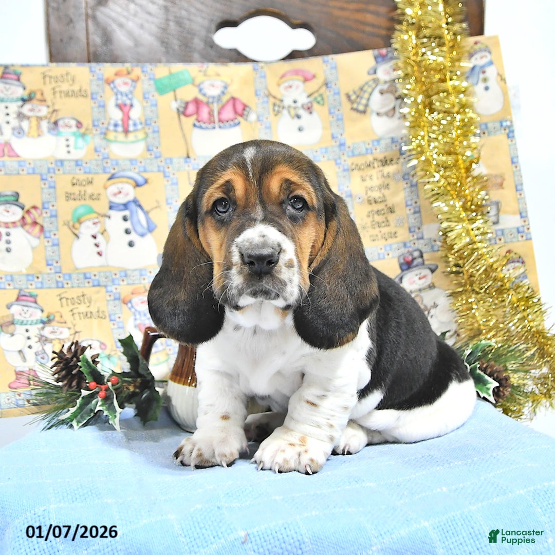 Basset Hound dogs for sale: Jacqueline - Ad 1