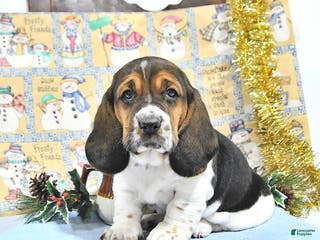 Basset Hound dogs Jacqueline - Ad 4