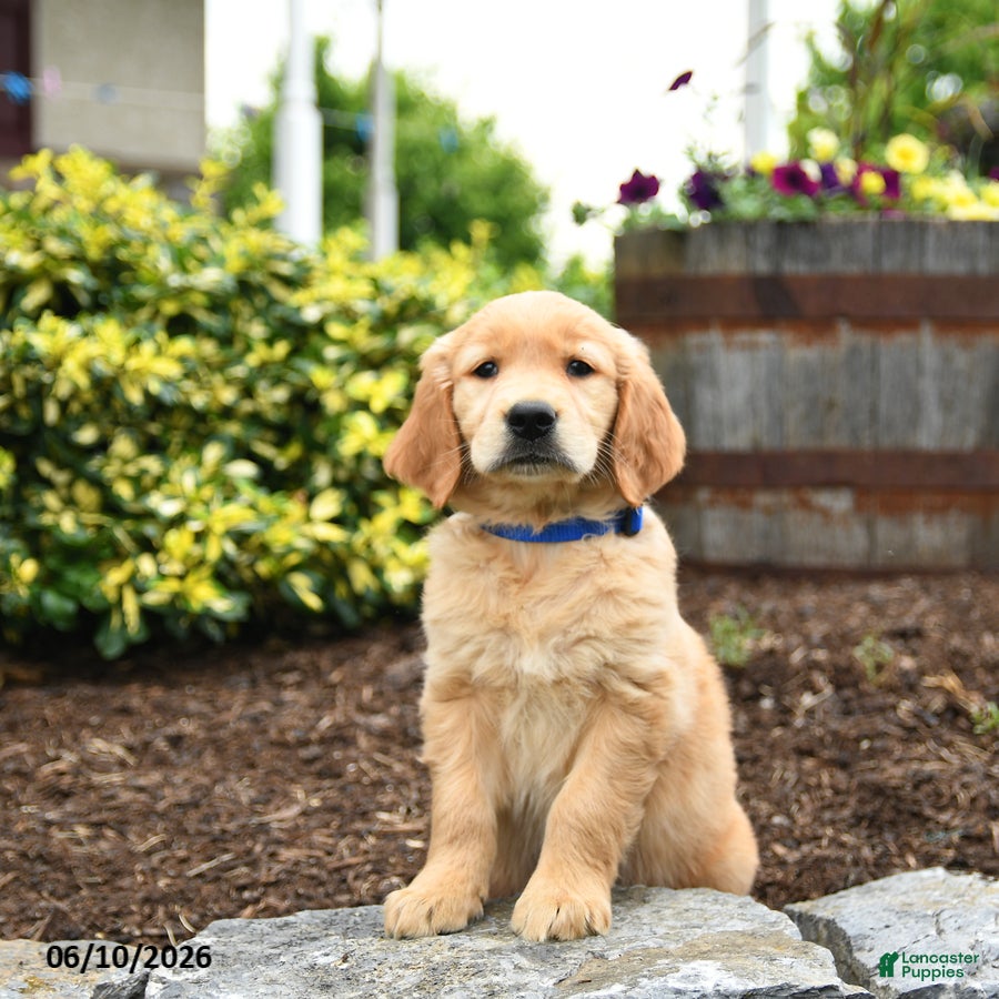 Golden Retriever dogs Jack  - Ad 1