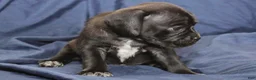 Puggle dogs for sale: Vader - Ad 4