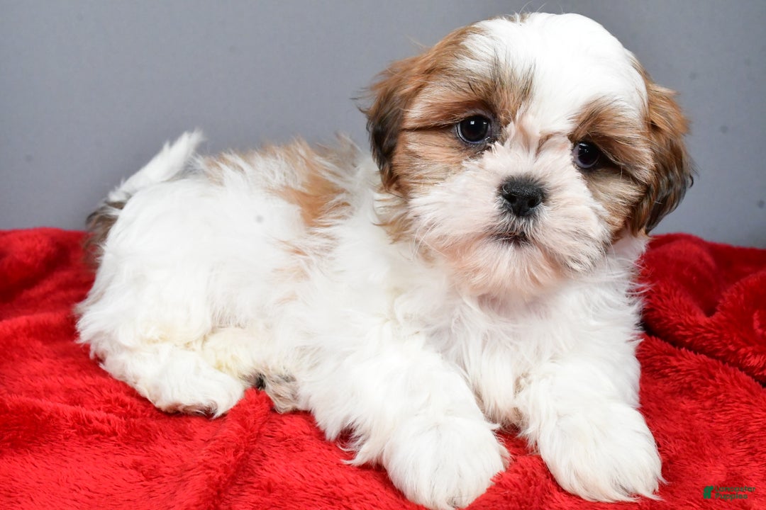 Shih Tzu dogs for sale: Rick - Ad 2