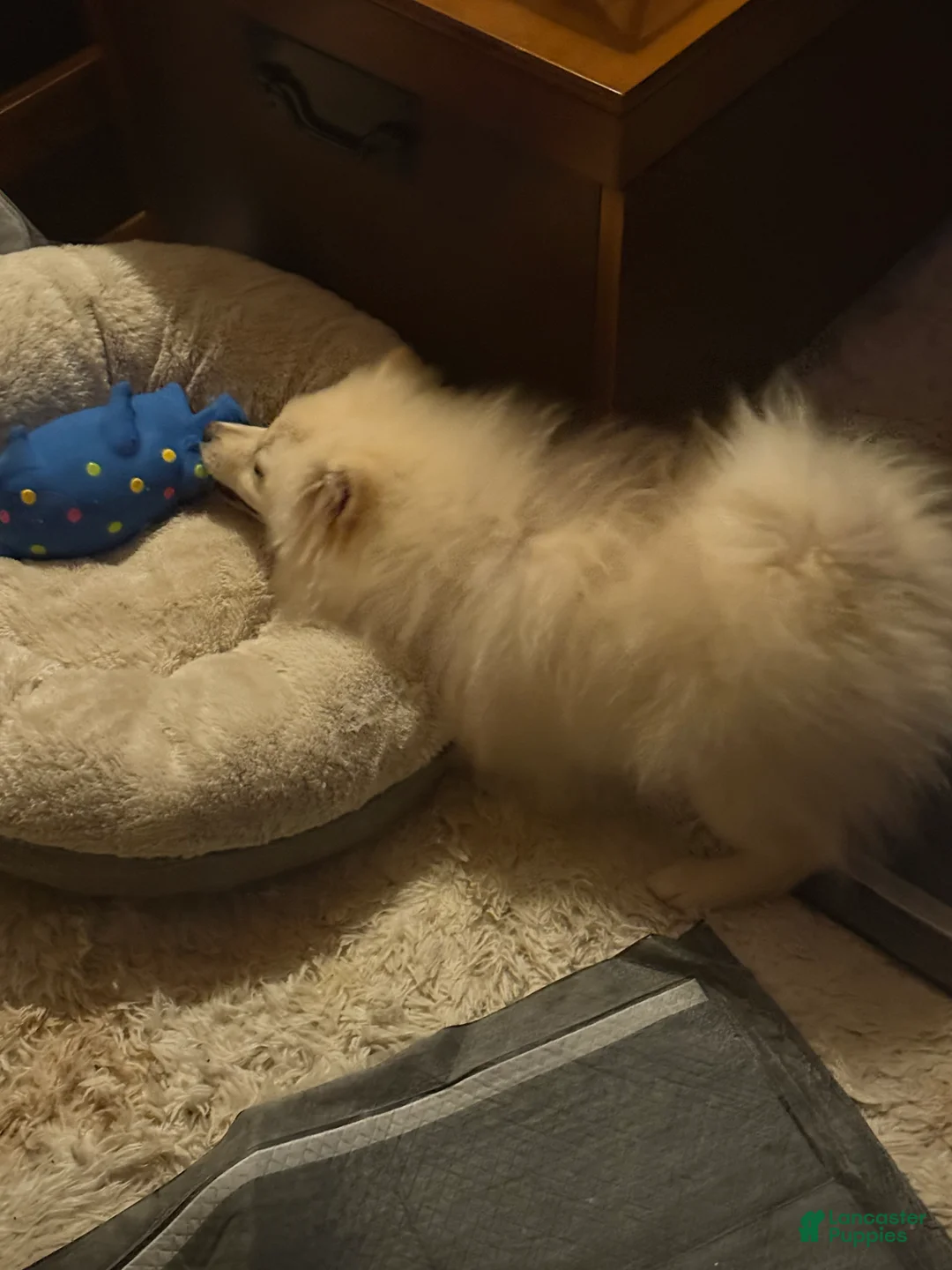 Mixed Breed dogs for sale: Mixed Breed Puppy 1 - Ad 2