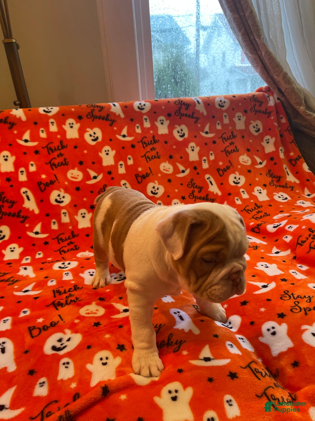 English Bulldog dogs for sale: English Bulldog Puppy 5 - Ad 34