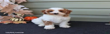 Milo