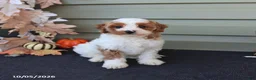 Cavapoo dogs for sale: Milo - Ad 1