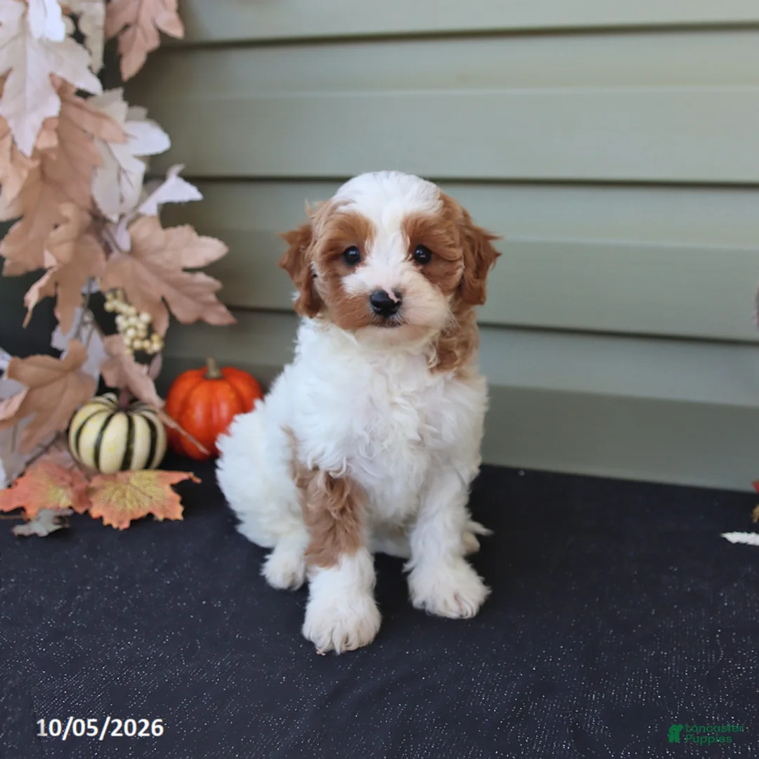 Cavapoo dogs for sale: Milo - Ad 1