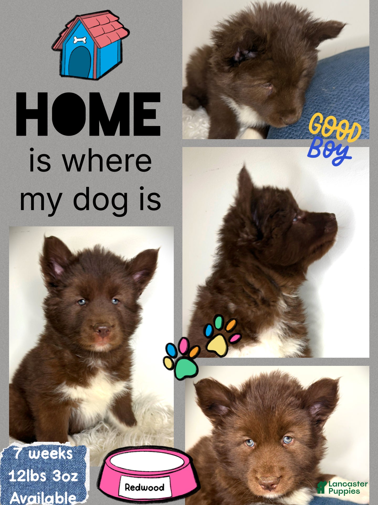 Siberian Husky dogs Redwood - Ad 27