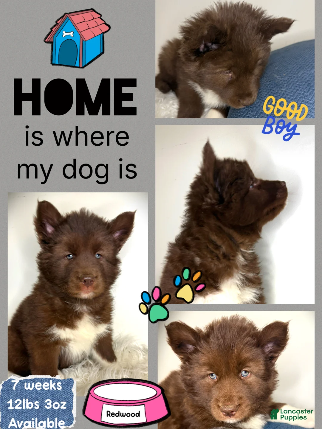 Siberian Husky dogs for sale: Redwood - Ad 1