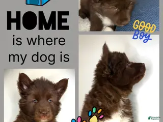 Siberian Husky dogs Redwood - Ad 28