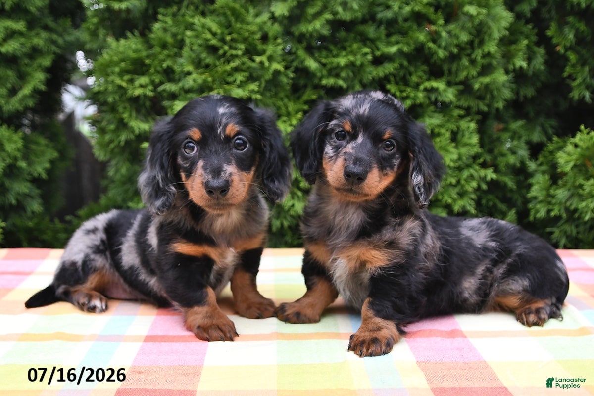 Miniature Dachshund dogs Kelsi - Ad 2