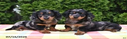 Miniature Dachshund dogs for sale: Kelsi - Ad 2