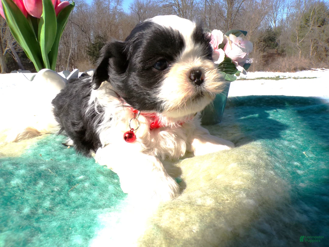 Shih Tzu dogs for sale: Shih Tzu Puppy 1 Milo - Ad 2