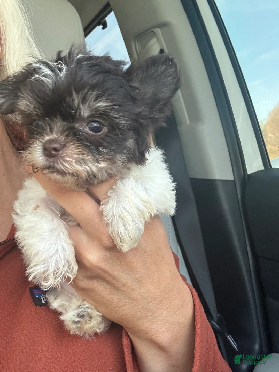 Yorkshire Terrier dogs for sale: Yorkshire Terrier Puppy 2 - Ad 2