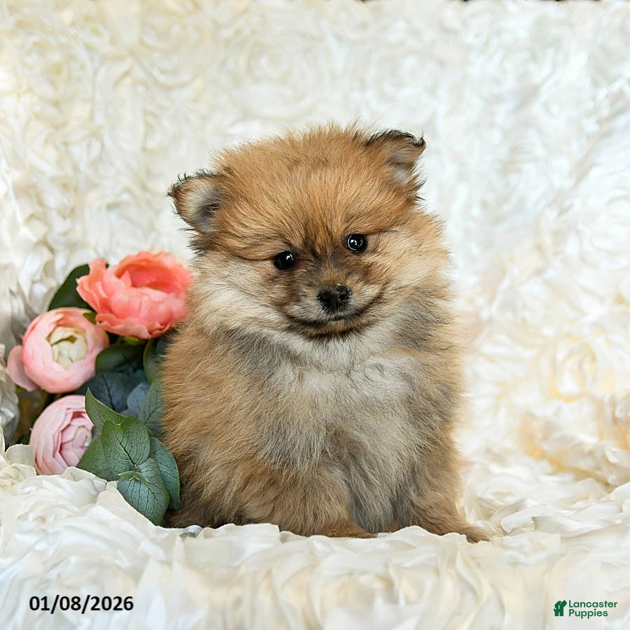 Pomeranian dogs Rusty - Ad 8