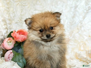 Pomeranian dogs Rusty - Ad 8