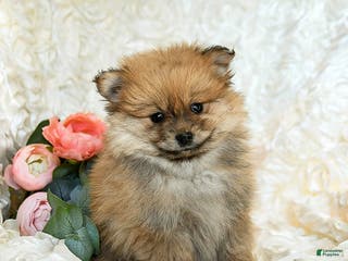 Pomeranian dogs Rusty - Ad 12
