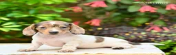 Miniature Dachshund dogs for sale: Autumn  - Ad 4