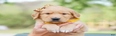 Asher ACA Golden Retriever Pup