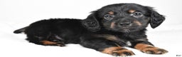 Miniature Dachshund dogs for sale: Bo - Ad 8