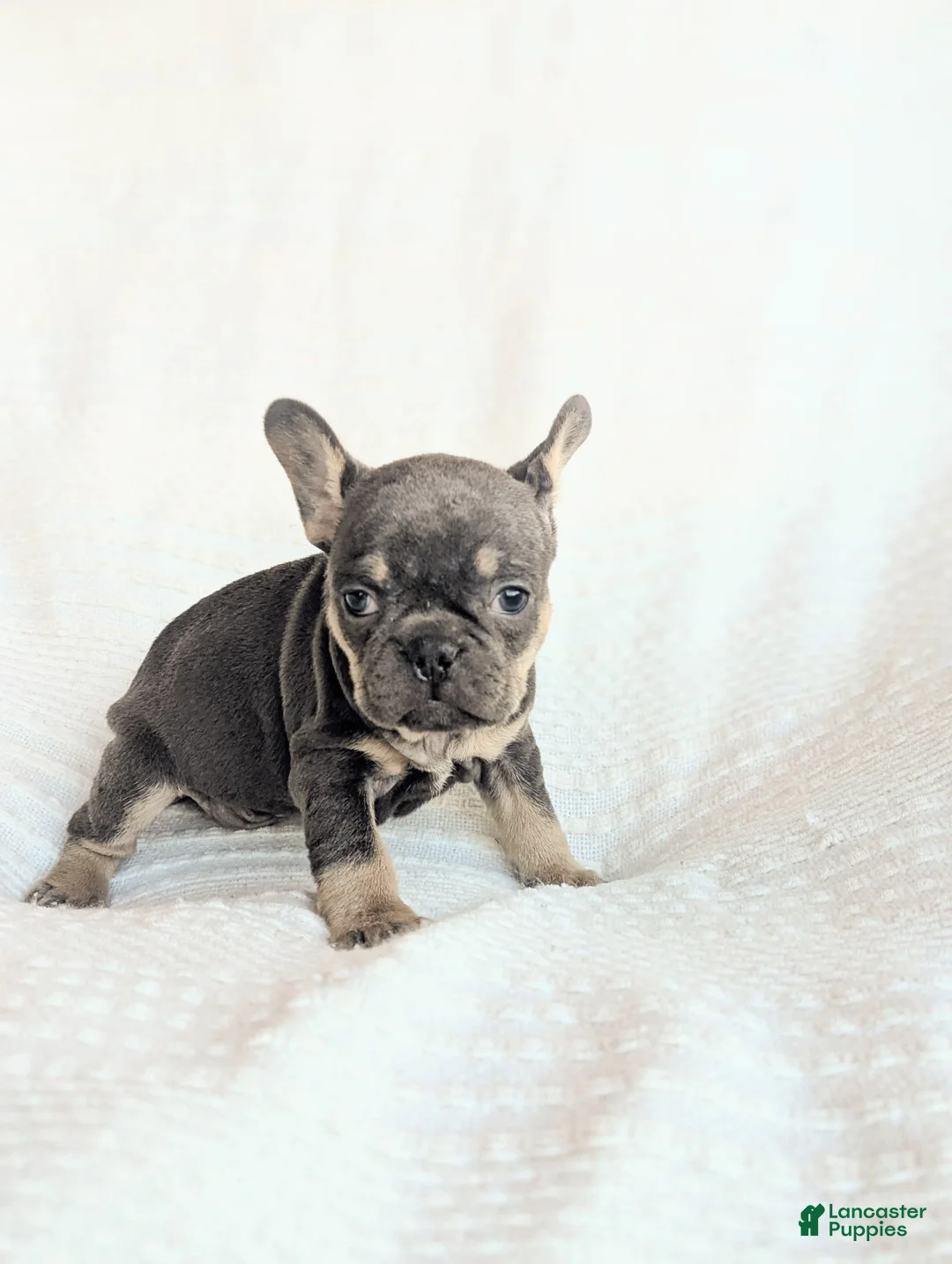 French Bulldog dogs for sale: Moose  - Ad 1
