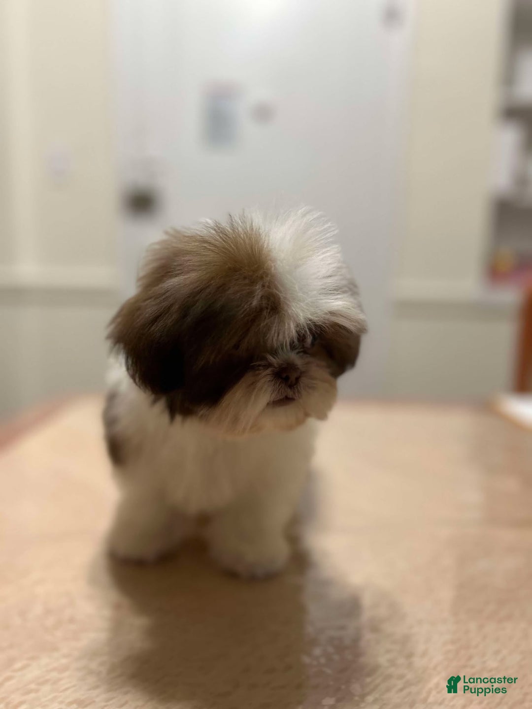 Shih Tzu dogs for sale: Elizabeth - Ad 3