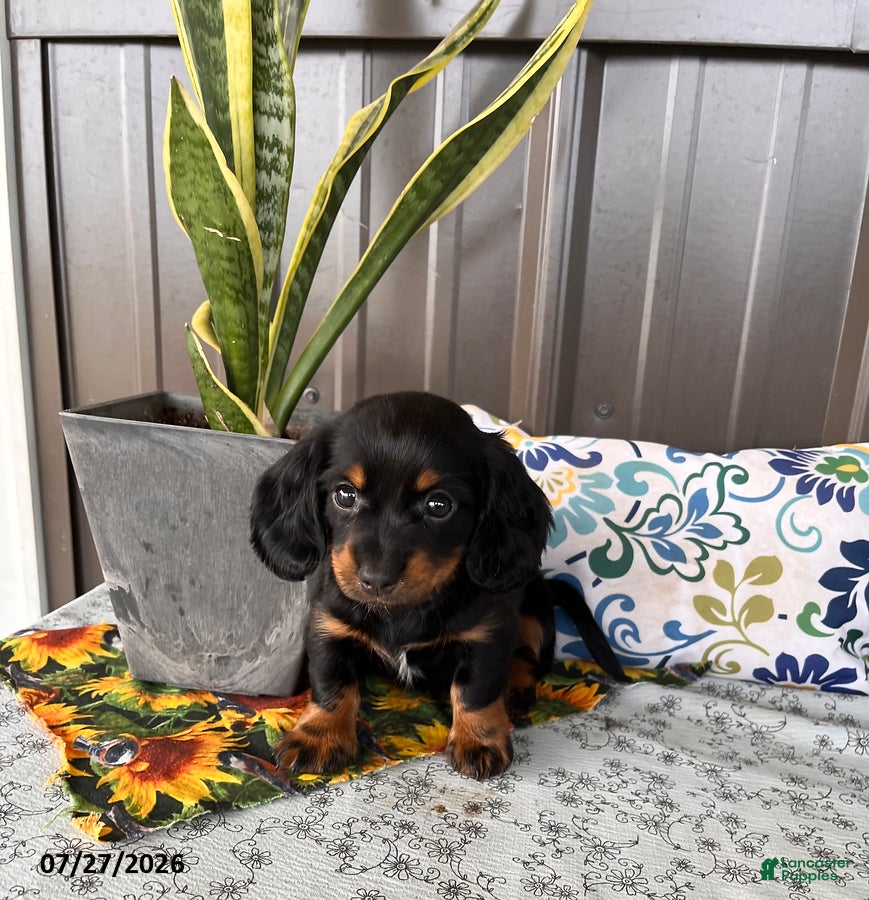 Miniature Dachshund dogs Jenny - Ad 2