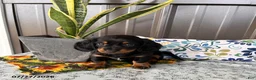 Miniature Dachshund dogs for sale: Jenny - Ad 2