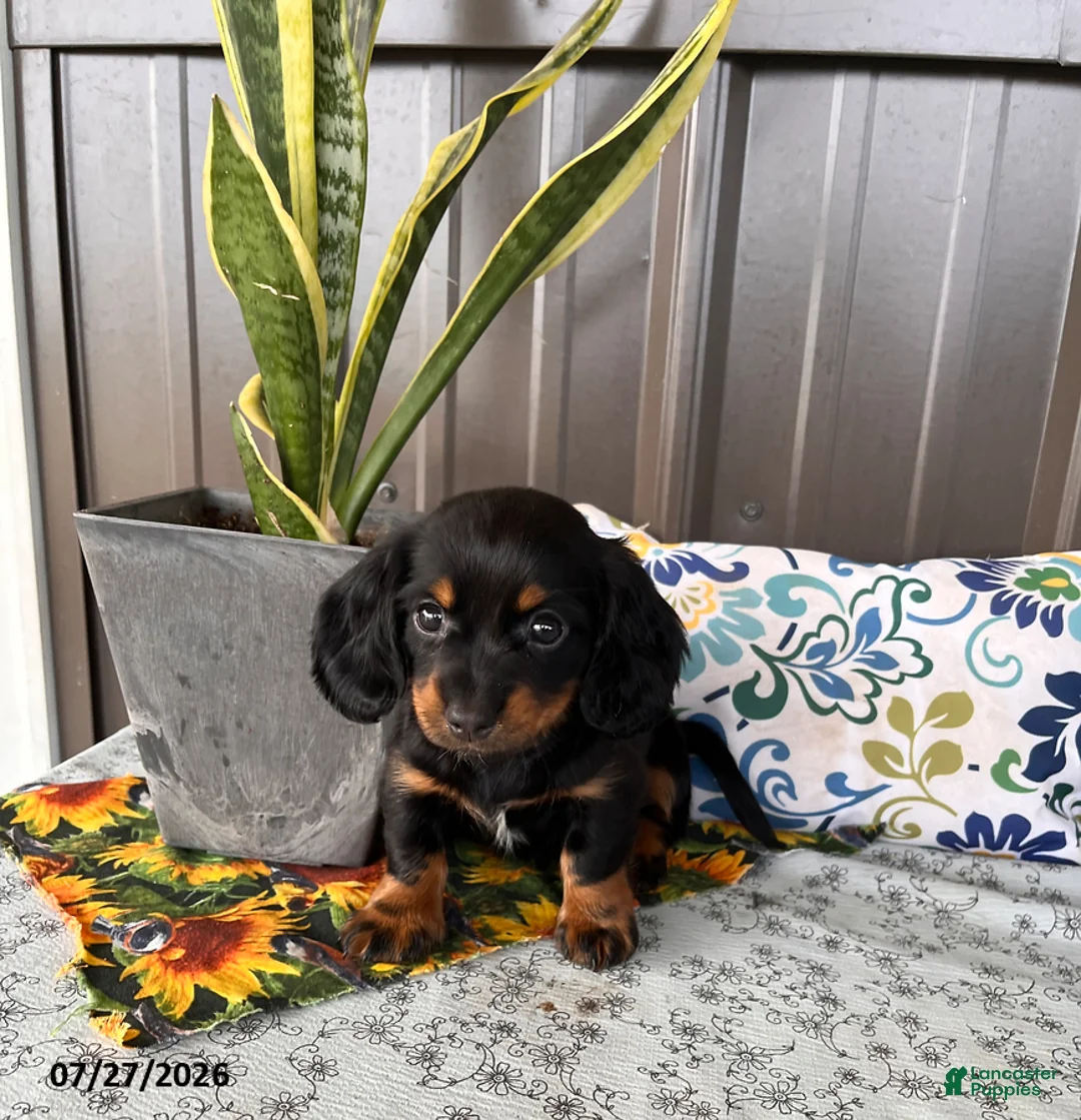 Miniature Dachshund dogs for sale: Jenny - Ad 2