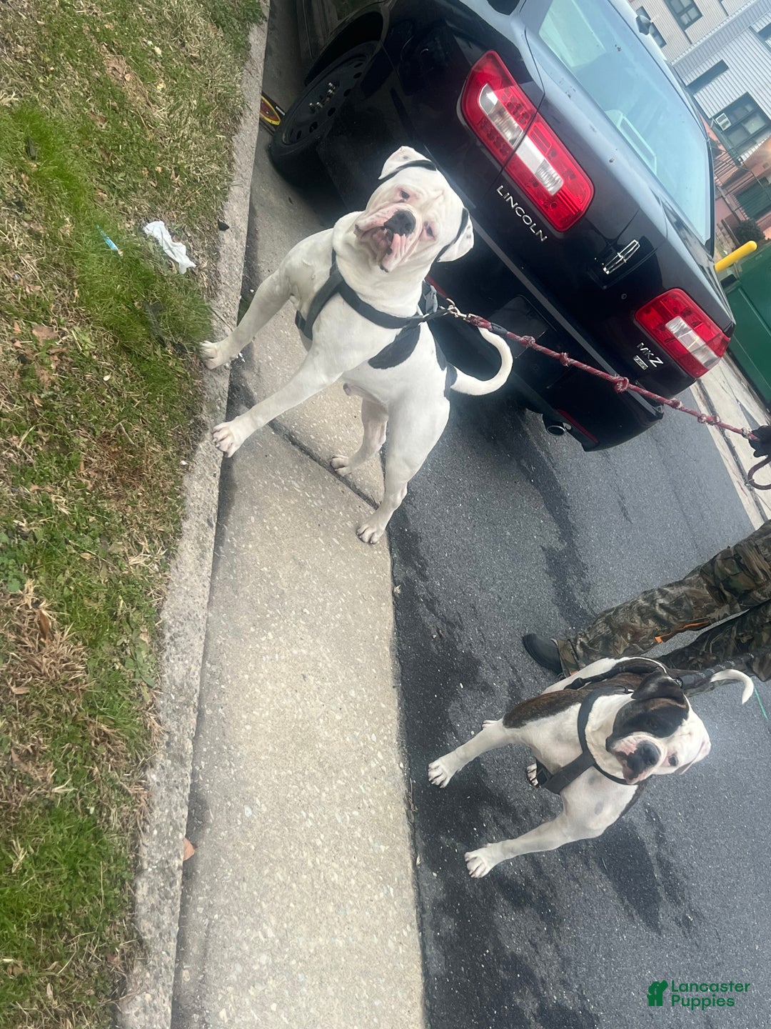 American Bulldog dogs for sale: American Bulldog Puppy 1 - Ad 2