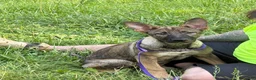 German Shepherd dogs for sale: Sassy - Ad 3